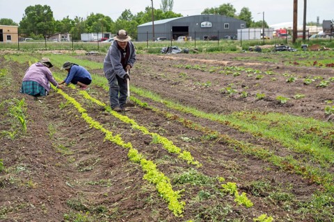 Alamosa, Colorado, The Rio Grande Farm Park. The commercial side of the nonprofit farm allows