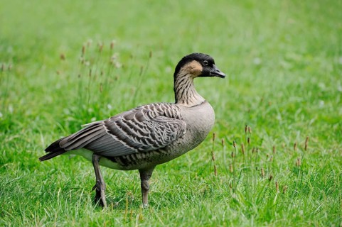 Hawaiian goose (Nesochen sandvicensis) or Nene goose, captive, occurring in Hawaii