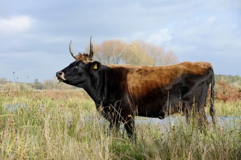 Heck cattle (Bos primigenius f. taurus), North Rhine-Westphalia, Germany, Europe