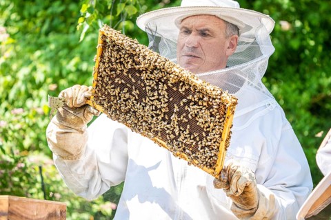 Beekeeper with bees, Black Forest, Gechingen, Germany, Europe