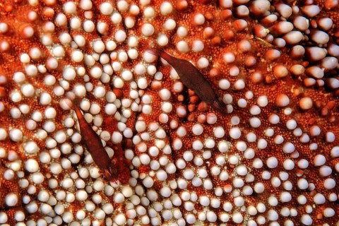 Extreme close-up of starfish (Asteroidea) shrimp (Zenopontonia soror) (Periclimenes soror) living