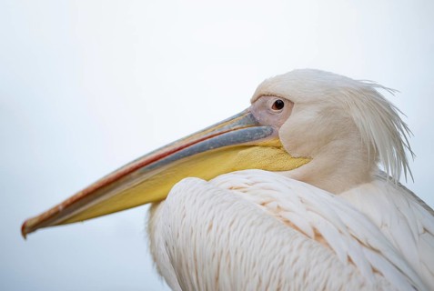 Great white pelican (Pelecanus onocrotalus), captive, portrait, Baden-Württemberg, Germany, Europe