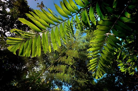 Fern leaf, flora, plant, green, backlit in tropical rainforest, Queensland, Australia, Oceania