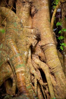 Tree root with strangler fig in detail, tropical tree, tree, detail, rainforest, Queensland,