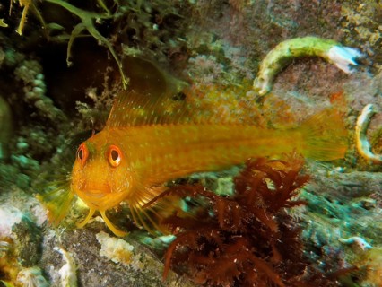 Variable blenny (Parablennius pilicornis), dive site Marine Protected Area Cap de Creus, Rosas,