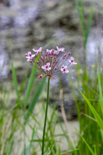 Swan flower (Butomus umbellatus), water lily, flower bulrush, umbellate swan flower or water