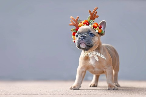 Small fawn French Bulldog dog puppy wearing a seasonal Christmas reindeer antler headband standing