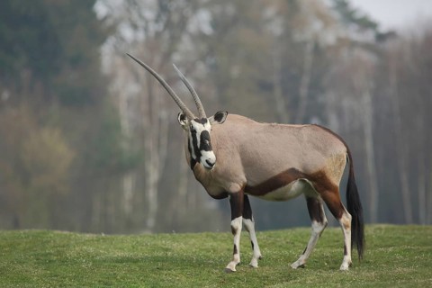 Gemsbok (Oryx gazella), male, captive
