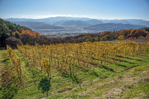 Vineyard of Villa D'Est Garden Farm & Winery, Kano, Nagano Prefecture, Honshu Island, Japan, Asia