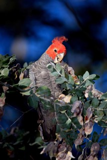 Gang-gang cockatoo (Callocephalon fimbriatum), male, New South Wales, Australia, Oceania