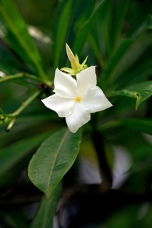 Pong Pong, Kota Kinabalu, Sabah, Borneo, Malaysia (Cerbera odollam)
