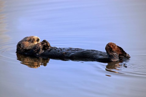 Sea Otter (Enhydra lutris), female, Monerey, California, USA, North America