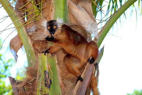 Black lemur (Eulemur macaco), female, Nosy Komba, Madagascar, Africa