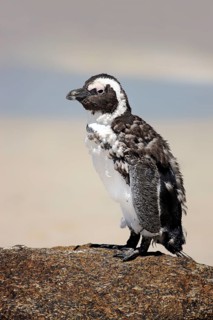 African penguin (Spheniscus demersus), Boulder, Simon's Town, Western Cape, South Africa, moulting,