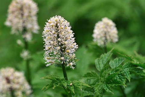 Eurasian Baneberry (Actaea spicata), Herb Christopher in flower