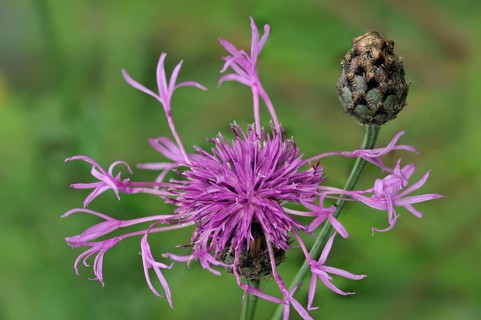 Acrocentron, pincushion flowers (scabiosa) Compositae, Greater knapweed (Centaurea) flower and bud