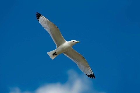 Black-legged Kittiwake (Rissa tridactyla), England