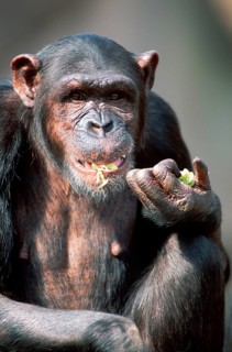 Common chimpanzee (Pan troglodytes)