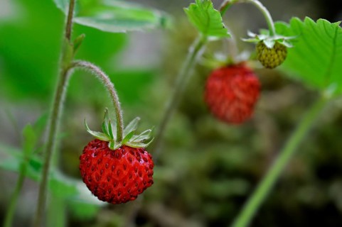 Woodland strawberry (Fragaria vesca), Wild strawberries close up showing red fruit