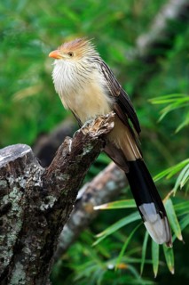 Guira Cuckoo (Guira guira)