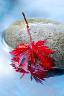Japanese maple, leaf on stone in water, Japanese (Acer japonicum aconitifolium) maple