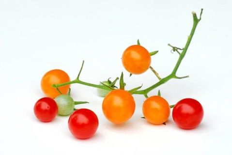 Savages Lycopersiconn (Solanum peruvianum)