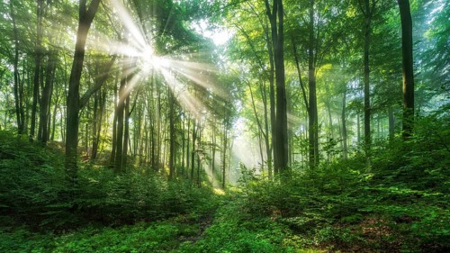 Natural beech forest, sun shining through morning mist, Hohe Schrecke mountain range, Thuringia,