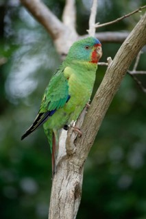 Swift Parrot (Lathamus discolor), Australia, Schwalbensittich, Australien /, Oceania
