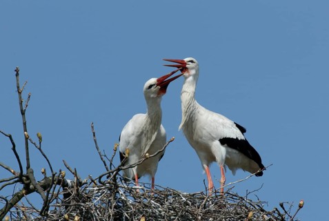 White stork (Ciconia ciconia), pair, Germany, Europe