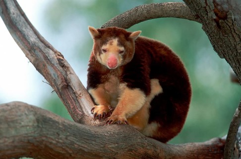 Matschie's matschie's tree-kangaroo (Dendrolagus matschiei)