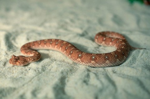Horned Adder (Bitis caudalis)