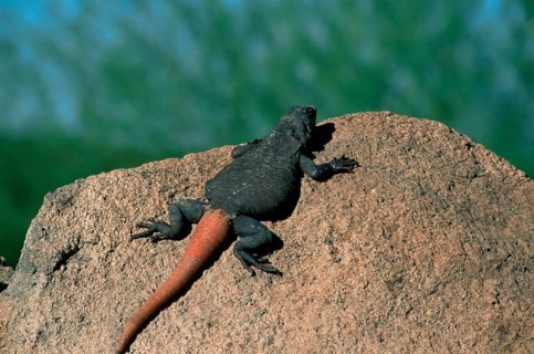 Common chuckwalla, Arizona (Sauromalus obeus), USA, North America