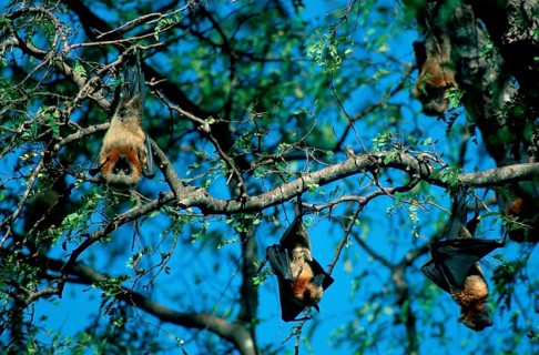 Madagacar Fruit Bats resting, madagascan flying fox (Pteropus rufus) resting in a sleeping tree,