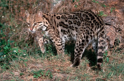 Ocelot (Felis pardalis) Ozelot, Suedamerika, south america, Saeugetiere, mammals, animals,