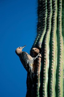 Gila Woodpecker (Melanerpes uropygialis) pair, America, america, animals, bird, birds, woodpeckers,