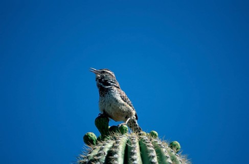 Cactus wren (Campylorhynchus brunneicapillus), Sonora Desert, Arizona, USA, Cactus Wren, USA, North