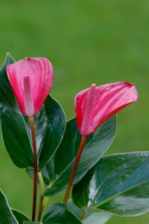 Anthurium (Anthurium), Flamingoblume, Blumen, flowers, Zierpflanzen, ornamental plants,