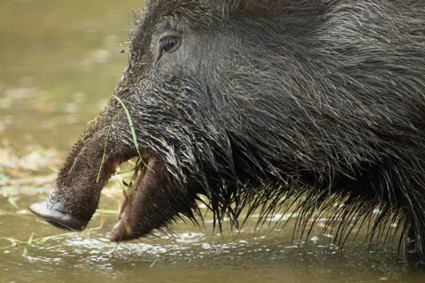 Head of wild boar (Sus scrofa) feeding in water, mouth open, captive