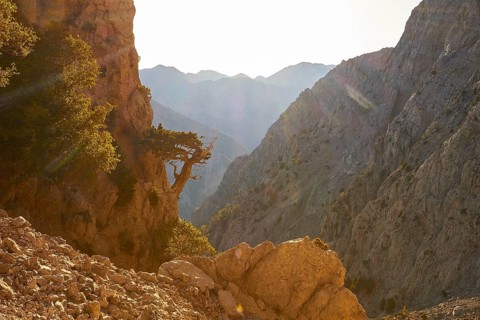 Gnarled tree clinging to rocks, Gingilos, Hiking on the Gingilos, Morning light, Back light, Sun