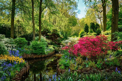 Keukenhof flower garden, also known as the Garden of Europe. One of the world's largest flower
