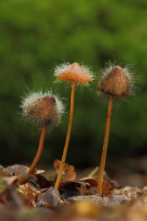 Bleeding fairy helmet (Mycena haematopus) with fungal infestation by Common Helmet Mould, Helmet