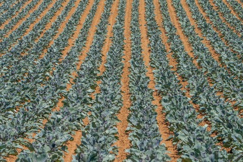 Field with red cabbage (Brassica oleracea convar. capitata var. rubra L.), Southern Palatinate,