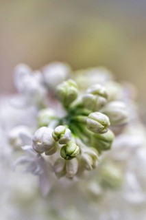 Common lilac (Syringa vulgaris), white flowers, buds, close-up, blurred, text free space, North