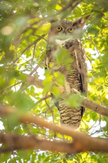 The yellow eyed great horned owl resting in the tree