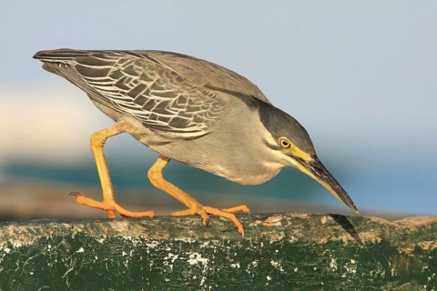 A striated heron (Butorides striata) on the hunt for prey, it fixes a fish in the water with a
