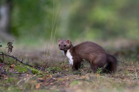 Beech marten (Martes foina), Bitburg, Rhineland-Palatinate, Germany, Europe