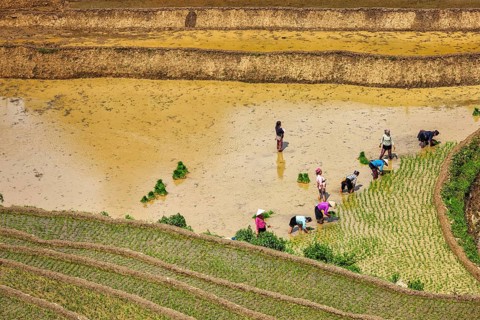 CAT CAT, VIETNAM, JUNE 9, 2011: Vietnamese farmers working in rice field paddy. Vietnam is now one