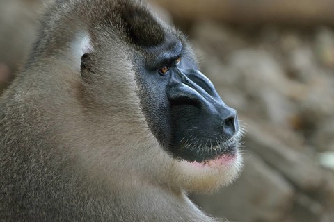 Drill (Mandrillus leucophaeus), male, animal portrait, captive, South-West Region, Cameroon, Africa