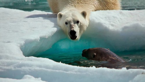 A polar bear at an ice hole on the hunt for a seal in the polar region, AI generated