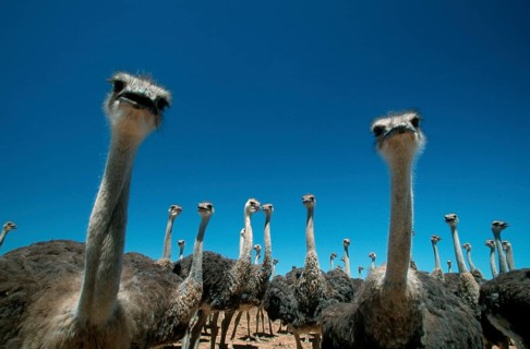Young South (Struthio camelus australis) African Ostrichs, South_Africa